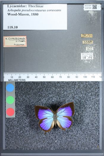 Media type: image;   Entomology 67528
